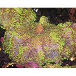 Corals and invertebrates