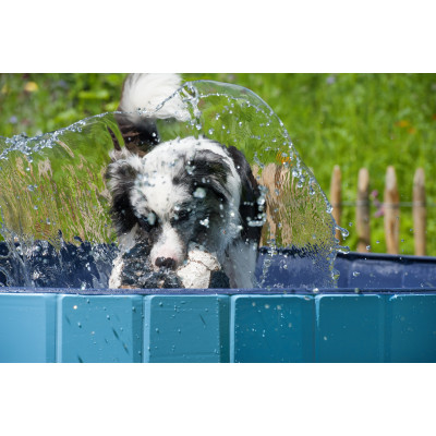 Hitze und Hund - ZZF gibt Abkühltipps für heiße Sommertage - 