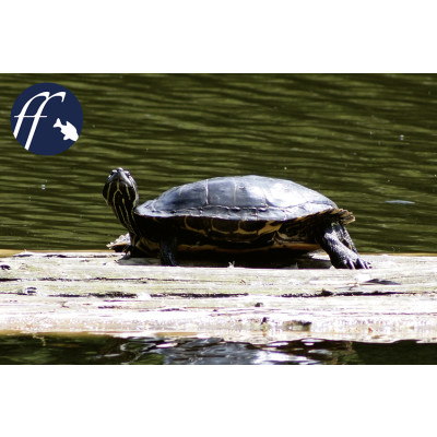 Sumpf- oder Wasserschildkröten im Gartenteich? - 