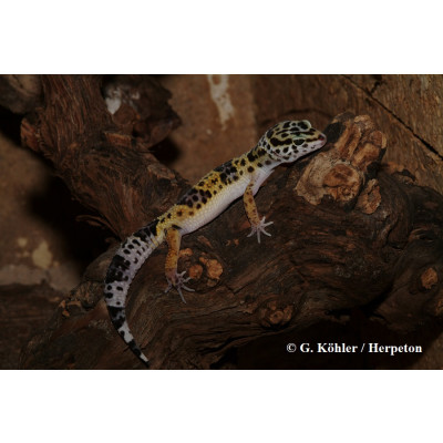 Leopardgeckos im Terrarium - 