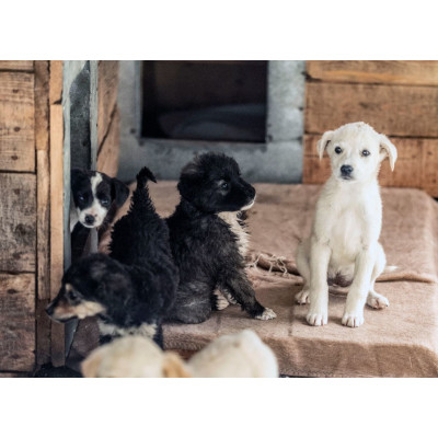 Das größte Tierheim der Welt - Schicksal der rumänischen Straßenhunde - 