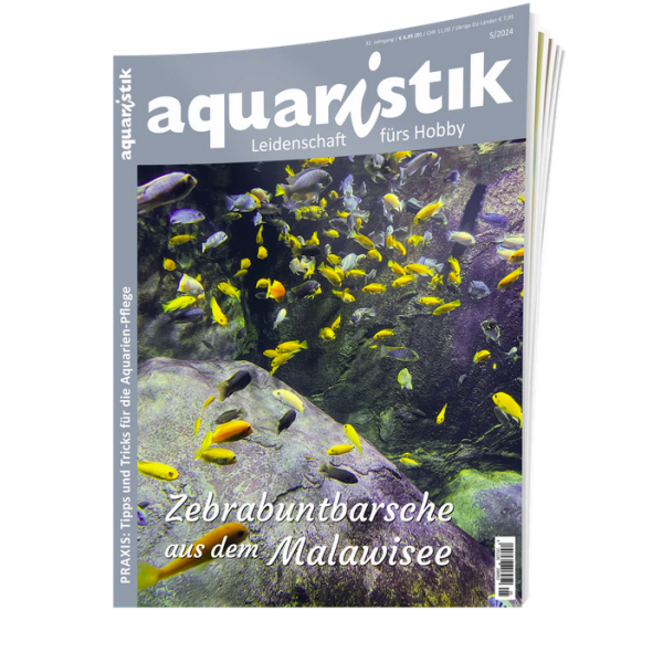 aquaristik 5/2024