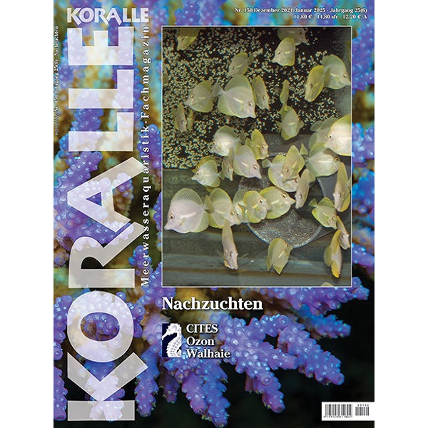 KORALLE 150 - Nachzuchten (Dezember/Januar 2024)