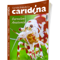 Caridina 3/2024