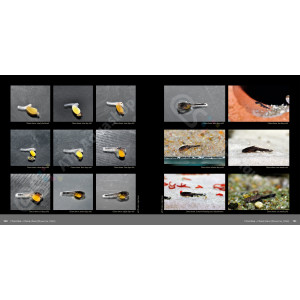 Bagrids, Hillstream, and other Catfishes of Asia