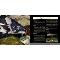 Bagrids, Hillstream, and other Catfishes of Asia