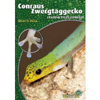 Conraus Zwergtaggecko