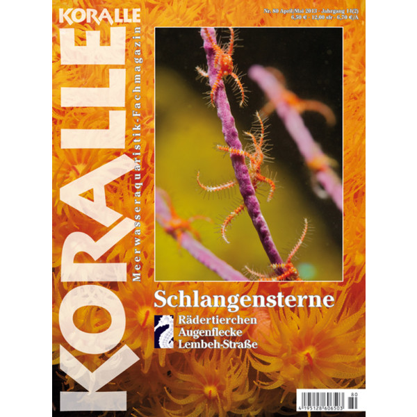 KORALLE 80 - Schlangensterne (April/Mai 2013)