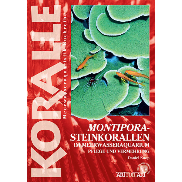 Montipora-Steinkorallen im Meerwasseraqu box
