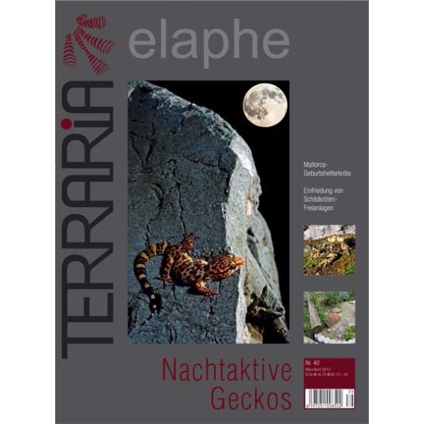 Terraria 40 - Nachtaktive Geckos