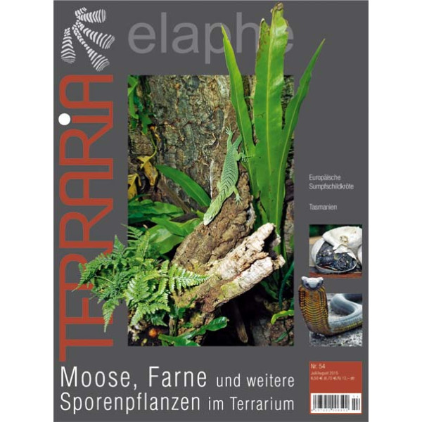 Terraria 54 - Moose, Farne und weitere Sporenpflanzen im Terrarium