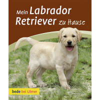 Labrador Retriever zu Hause, Mein