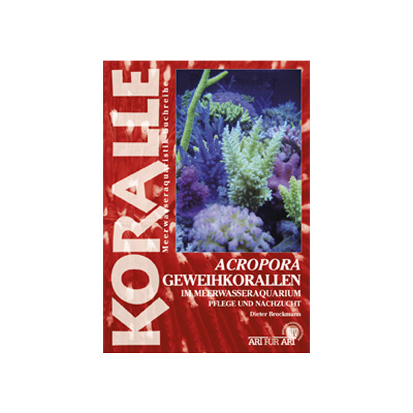 Acropora Geweihkorallen im Meerwasseraquarium