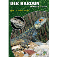 Der Hardun (Laudakia Stellio)