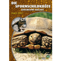 Die Spornschildkröte