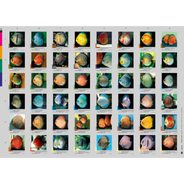AQUALOG Faltposter "Diskus A"