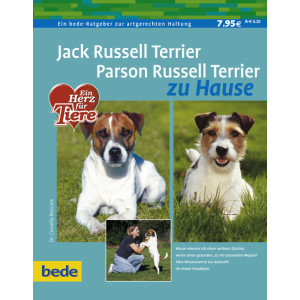 Jack Russel u. Parson Russel Terrier zu Hause