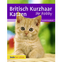 Britisch Kurzhaar Katzen Ihr Hobby