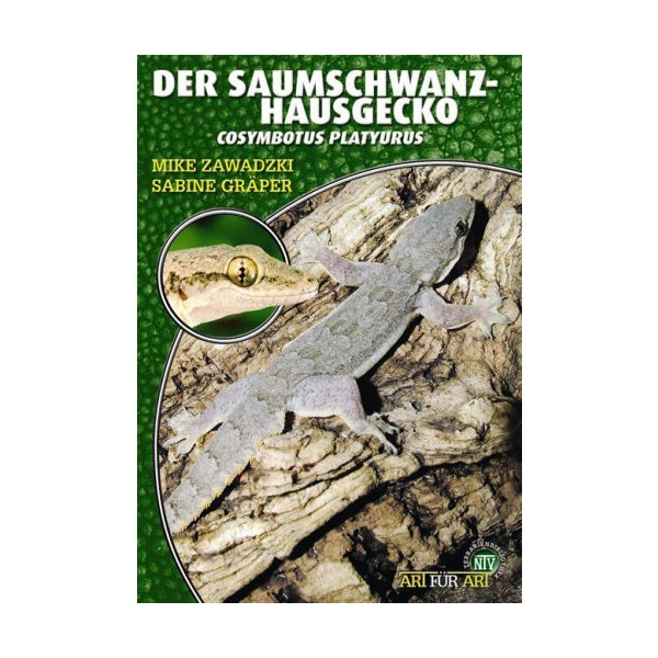 Der Saumschwanz-Hausgecko