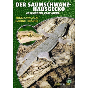 Der Saumschwanz-Hausgecko