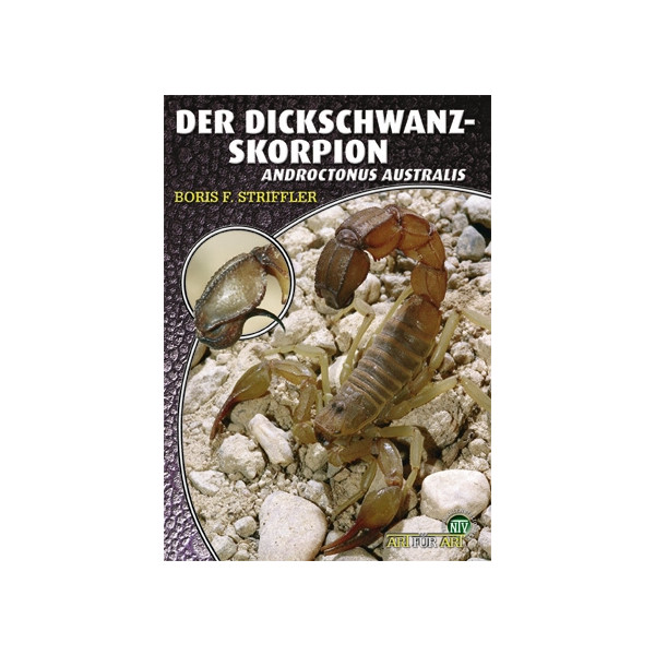 Der Dickschwanzskorpion