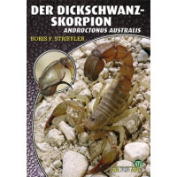 Der Dickschwanzskorpion