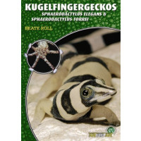 Kugelfingergeckos
