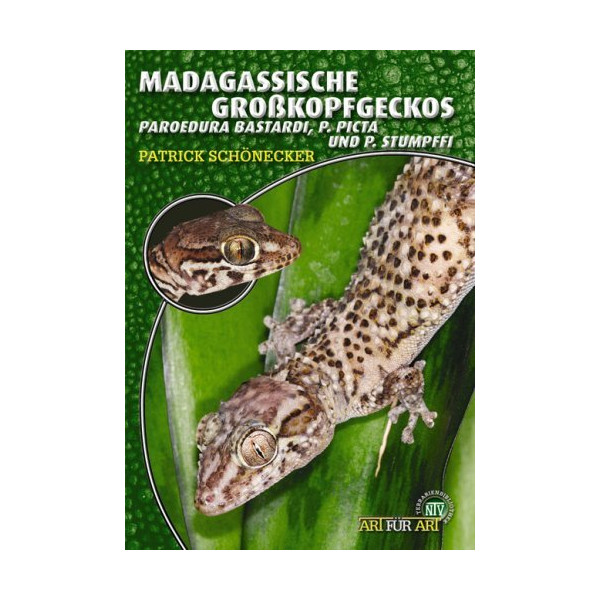 Madagassische Großkopfgecko