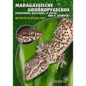 Madagassische Gro&szlig;kopfgecko