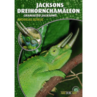 Jacksons Dreihornchamäleon