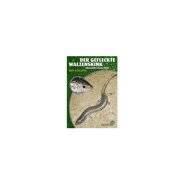 Der gefleckte Walzenskink