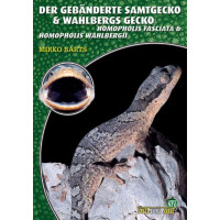 Der Gebänderte Samtgecko & Wahlbergs Gecko