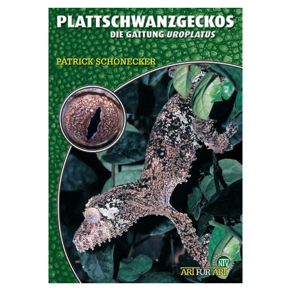 Plattschwanzgeckos