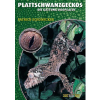 Plattschwanzgeckos