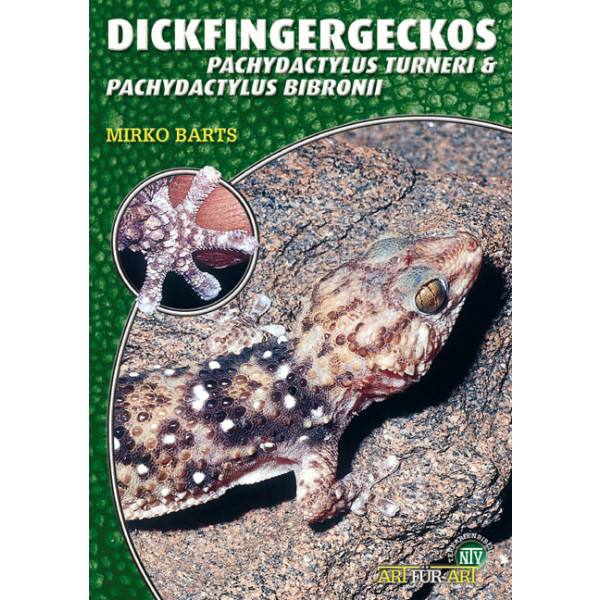 Dickfingergeckos
