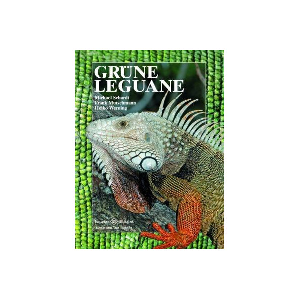 Grüne Leguane