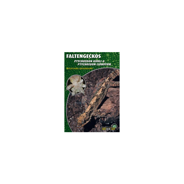 Faltengeckos