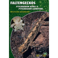 Faltengeckos