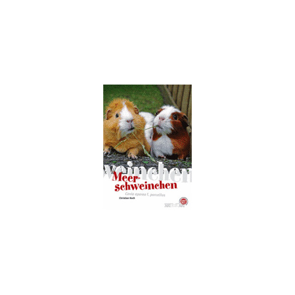 Meerschweinchen