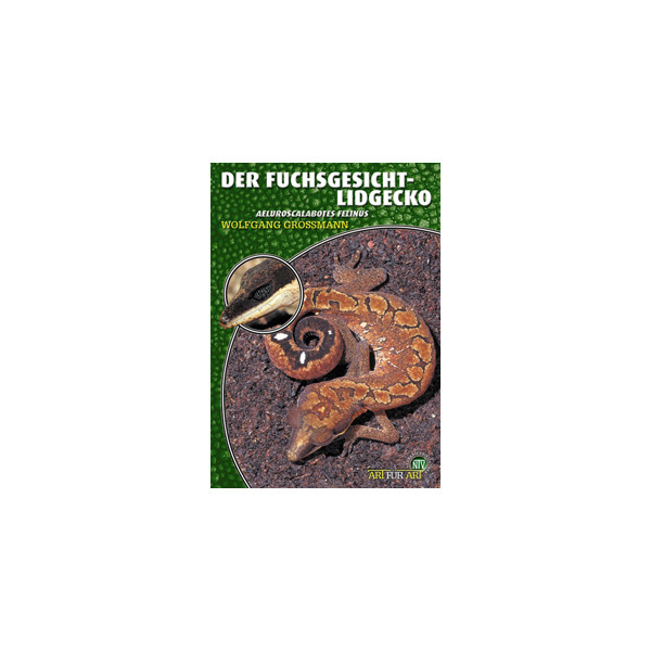 Der Fuchsgesicht-Lidgecko