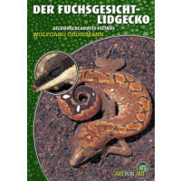 Der Fuchsgesicht-Lidgecko