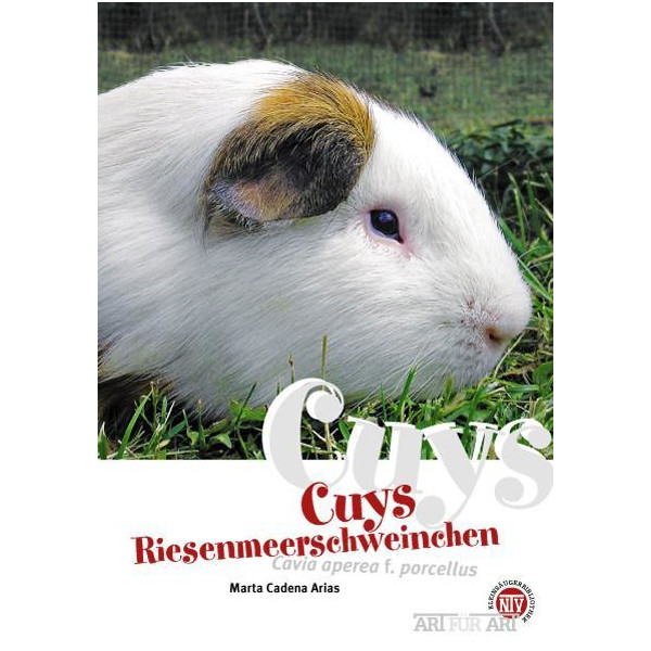 Cuys Riesenmeerschweinchen