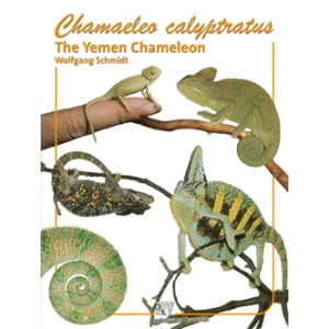 Chamaeleo calyptratus