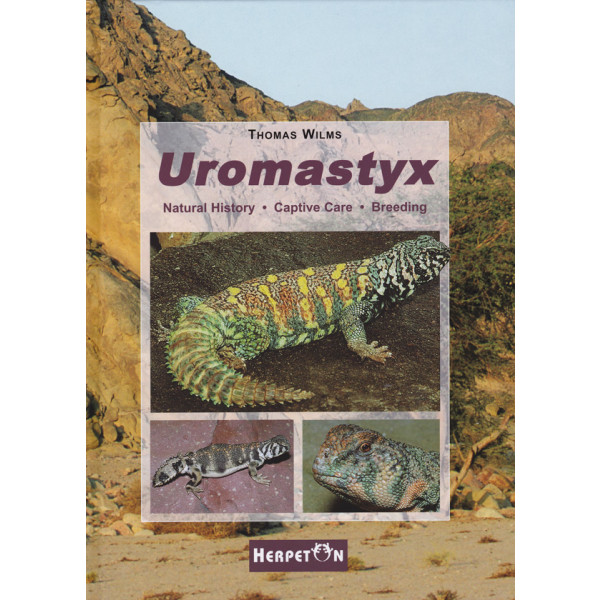 Uromastyx