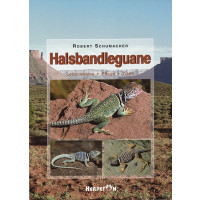 Halsbandleguane