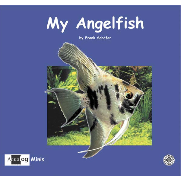 My Angelfish