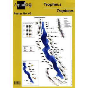 AQUALOG Fold-up Poster "Tropheus"
