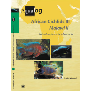 African Cichlids III Malawi II