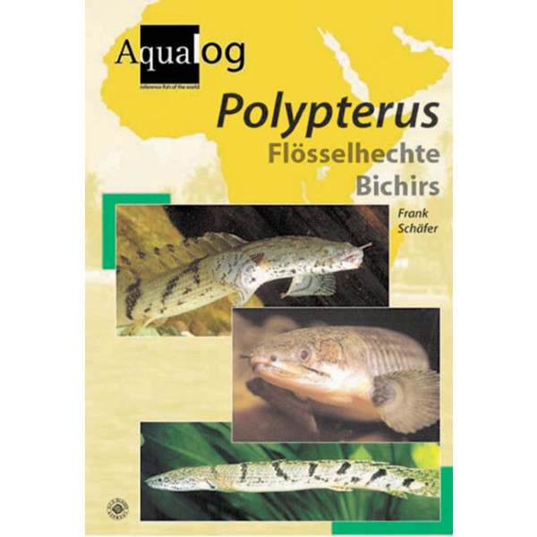 Polypterus - Flösselhechte Bichirs
