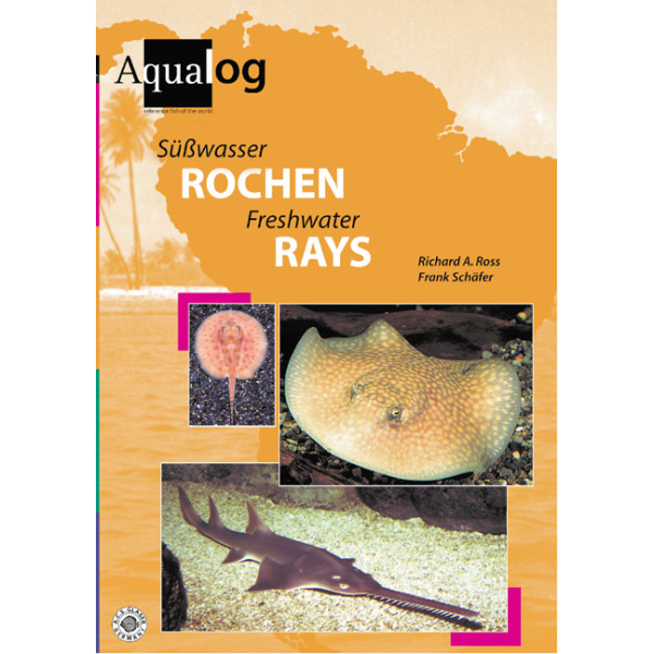 Süßwasserrochen / Freshwaterrays